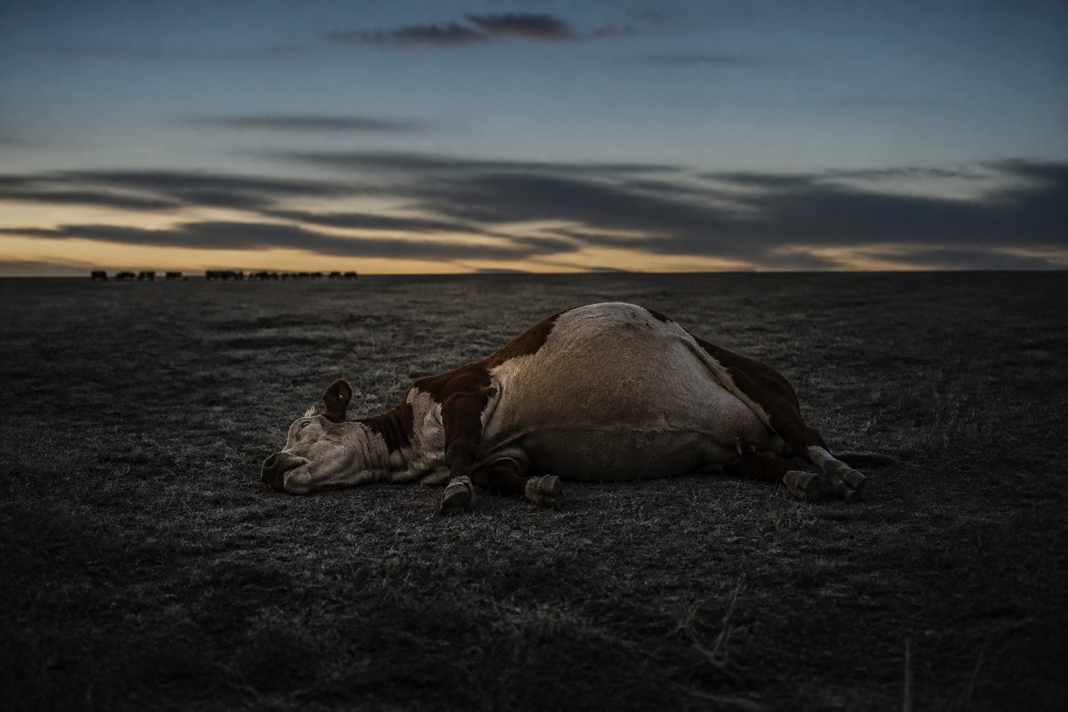 Vaca echada sola en el potrero al anochecer, lejos del rodeo